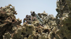 Grapsus albolineatus