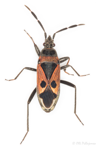 Lasiocoris Crassicornis · Inaturalist