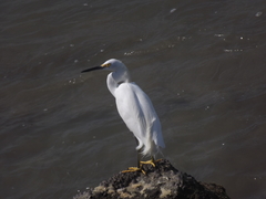 Egretta thula