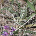 Astragalus inflexus - Photo (c) Bob  Danley, alguns direitos reservados (CC BY-SA)