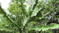 Euphorbia