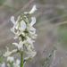Astragalus reventiformis - Photo (c) Thayne Tuason, algunos derechos reservados (CC BY-NC)