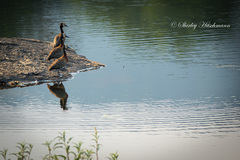 Cinnyris venustus falkensteini