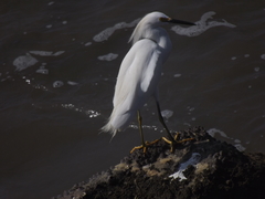 Egretta thula
