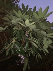 Heptapleurum arboricola