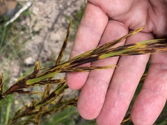 Gahnia subaequiglumis