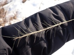 Elymus gmelinii