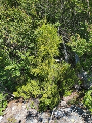 Athrotaxis × laxifolia