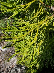 Athrotaxis × laxifolia