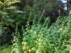 Ripariosida hermaphrodita