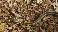 Thamnophis sirtalis semifasciatus