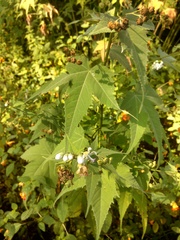 Ripariosida hermaphrodita