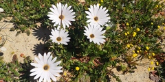 Dimorphotheca nudicaulis