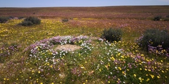 Dimorphotheca nudicaulis