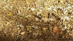 Thamnophis sirtalis semifasciatus