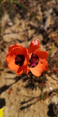 Sparaxis elegans