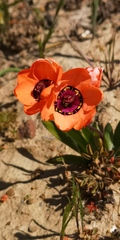 Sparaxis elegans