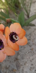 Sparaxis elegans