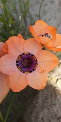 Sparaxis elegans