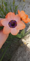 Sparaxis elegans