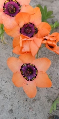 Sparaxis elegans