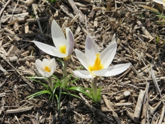 Crocus alatavicus