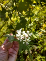 Ripariosida hermaphrodita