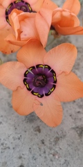 Sparaxis elegans