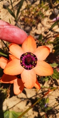 Sparaxis elegans