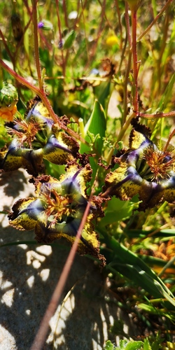 Ferraria variabilis