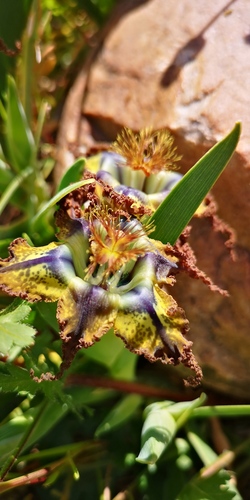 Ferraria variabilis