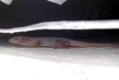 Hemidactylus frenatus