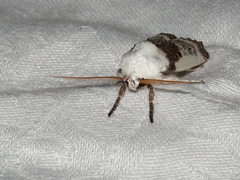 Cryptophasa albacosta