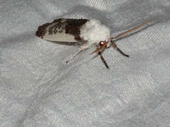 Cryptophasa albacosta