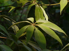 Actinodaphne hookeri