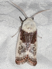 Cryptophasa albacosta