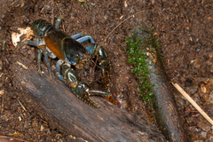 Euastacus jagabar