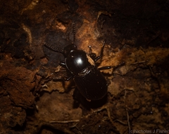 Hydissus feronioides