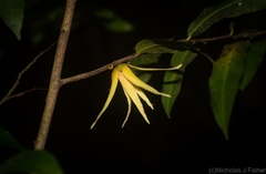 Meiogyne stenopetala