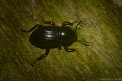 Hydissus feronioides