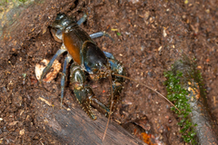 Euastacus jagabar