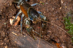 Euastacus jagabar