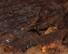 Epiphragma hardyi
