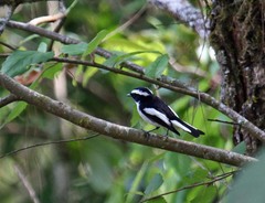 Ficedula westermanni