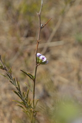 Psoralea uncinata