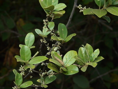 Elaeagnus latifolia