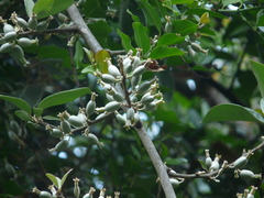 Elaeagnus latifolia