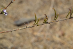 Psoralea uncinata