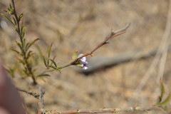 Psoralea uncinata