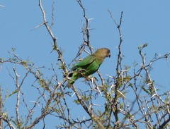 Poicephalus cryptoxanthus